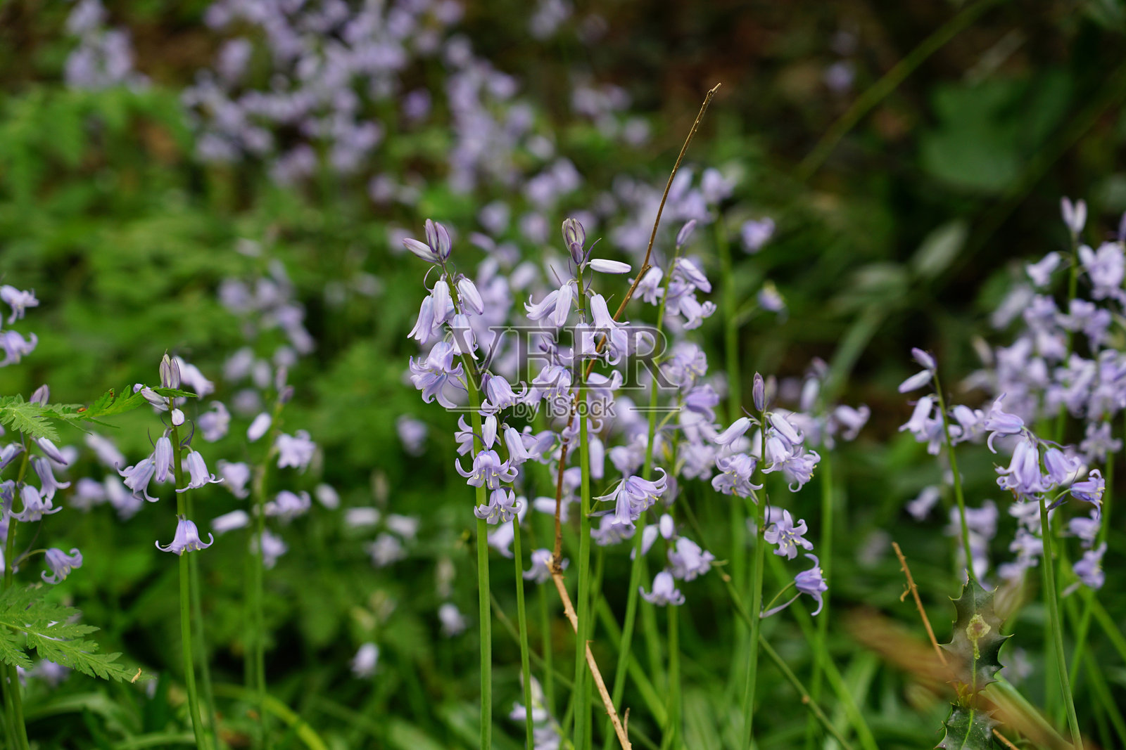 蓝铃花照片摄影图片
