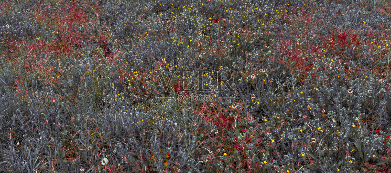 生机勃勃的春季草地,五彩斑斓的野花与郁郁葱葱的绿草在宁静的自然环境中,映衬着湛蓝的天空。照片摄影图片