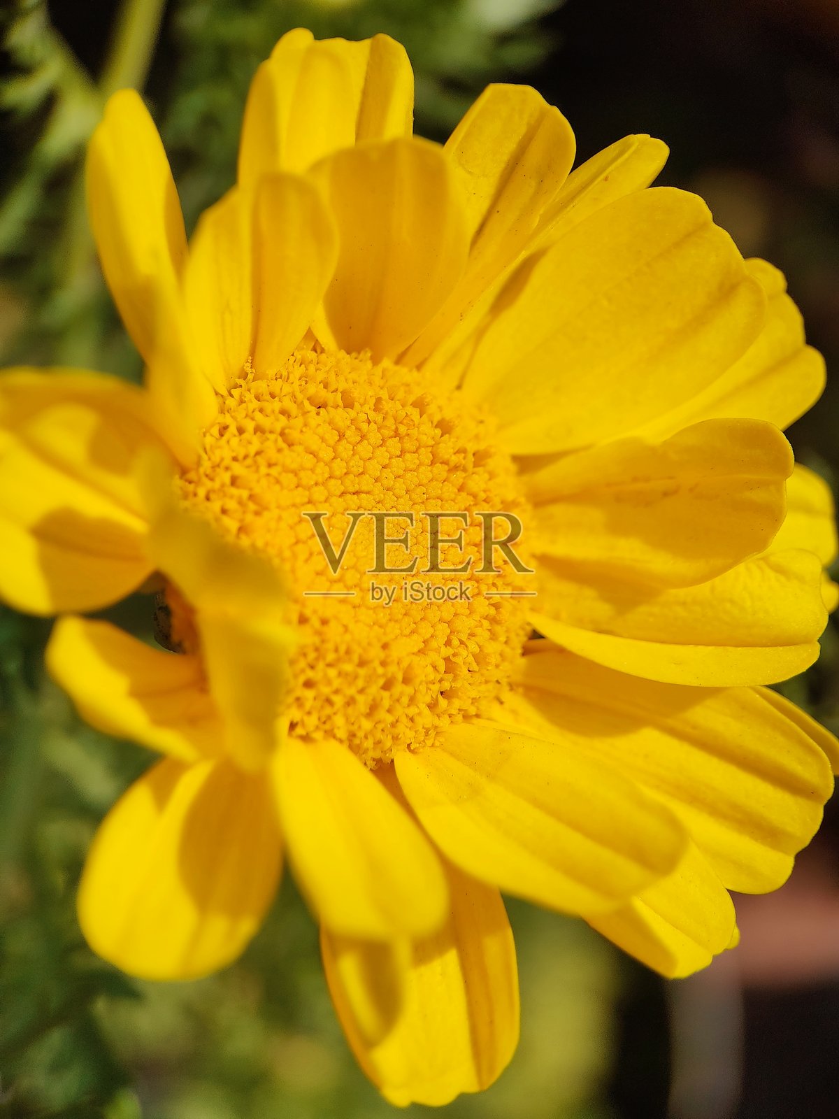 鲜艳的黄色花朵特写,可能是金色雏菊(Cota tinctoria)照片摄影图片