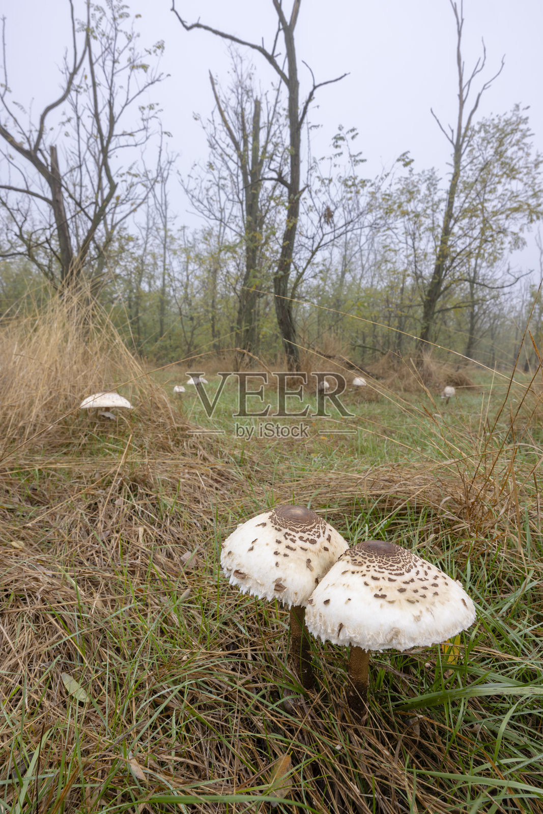 在匈牙利的霍尔托巴吉国家公园,联合国教科文组织世界遗产地,伞菌正在生长,普斯塔是欧洲最大的草地和草原生态系统之一。照片摄影图片