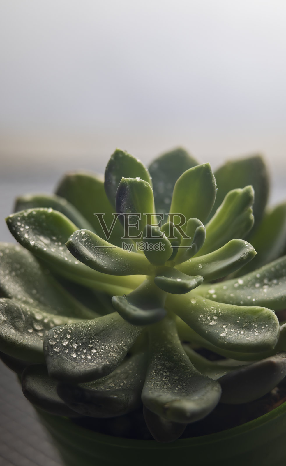 在绿色花盆中生长的景天植物,叶子上闪烁着水滴。照片摄影图片