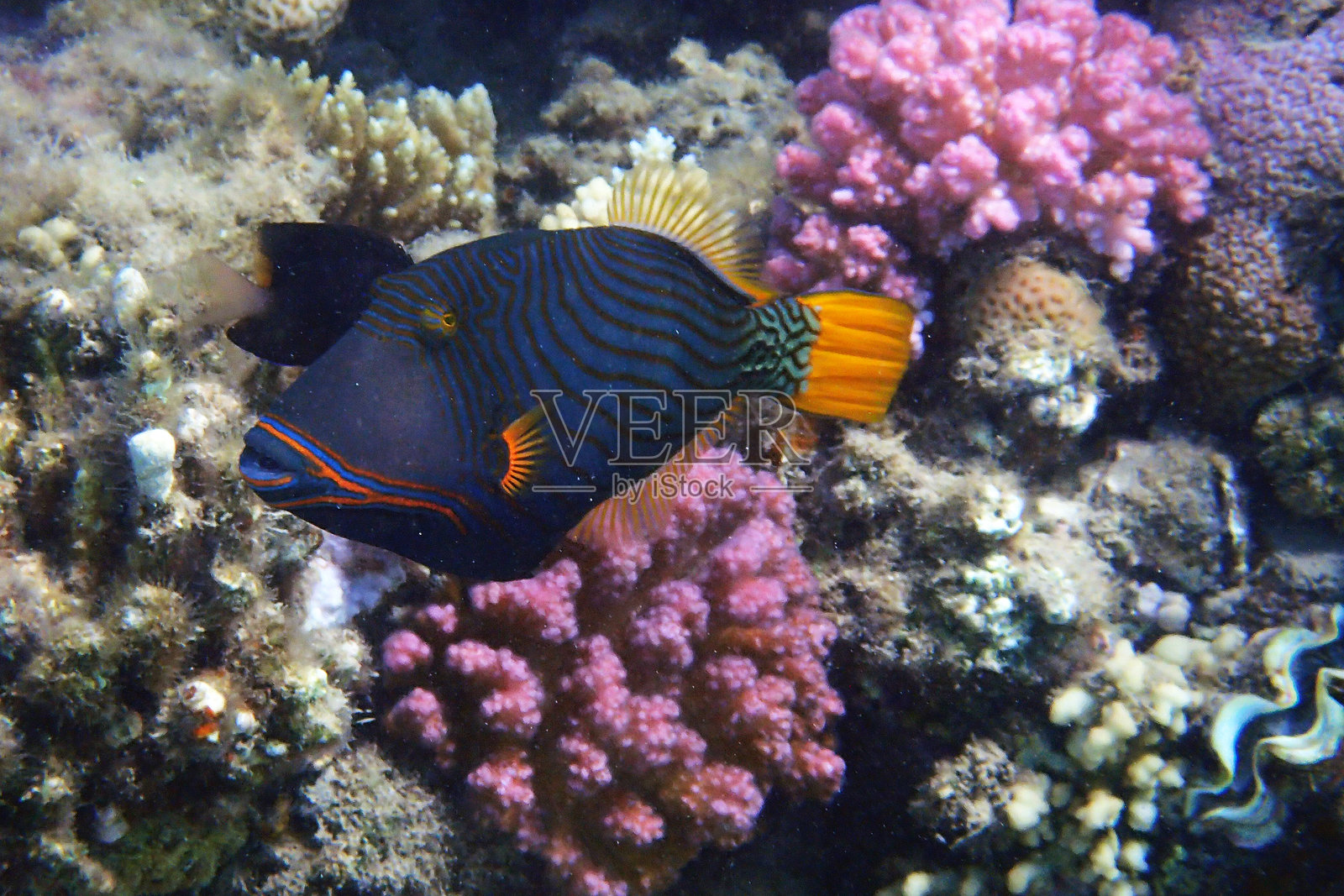 橙线触须鱼(Balistapus undulatus)照片摄影图片