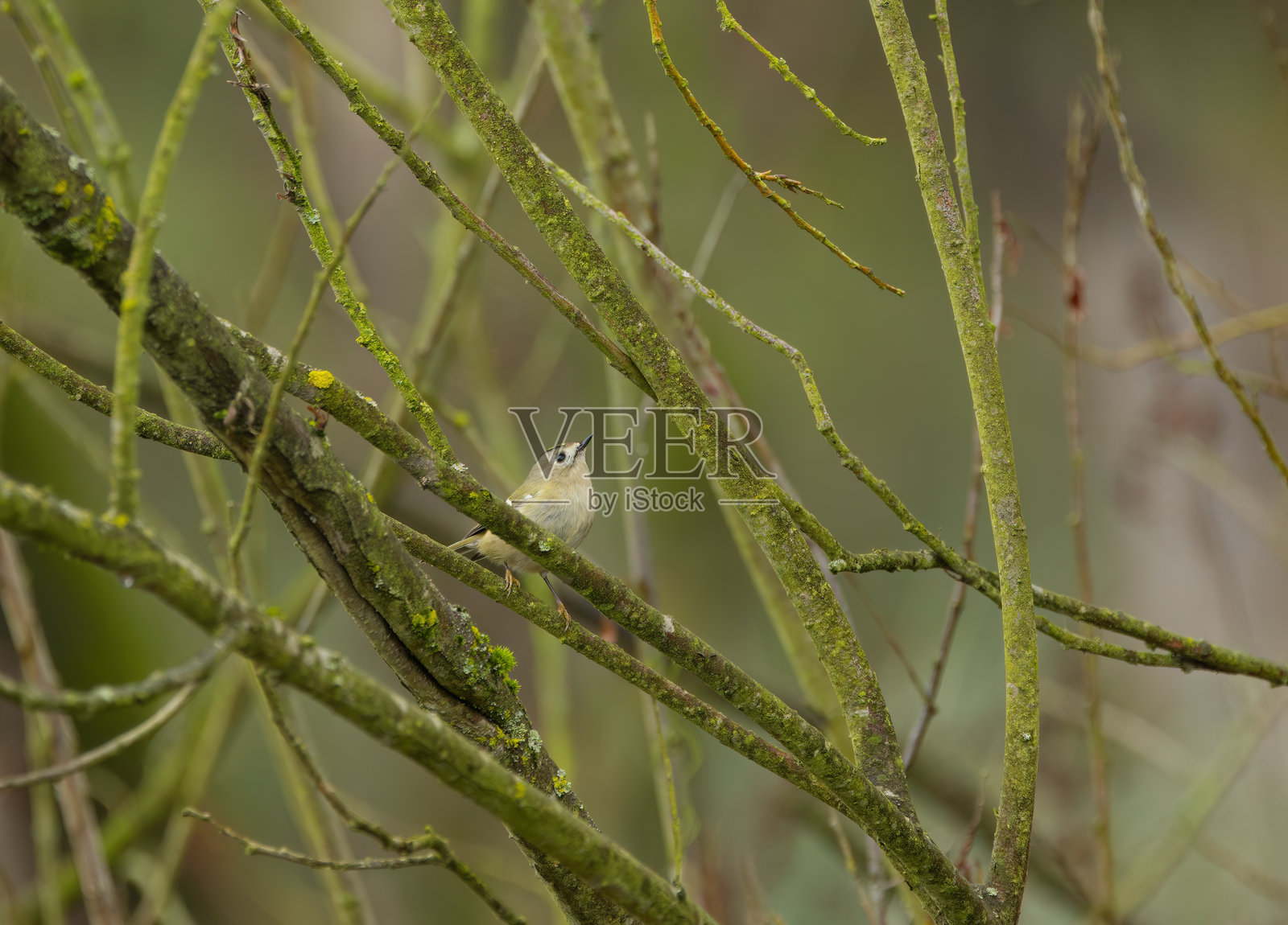 金翅雀仰望天空,金翅雀隐藏在树枝间的灌木丛中,金翅雀在灌木丛中,金翅雀,羽毛呈黄色的鸟。照片摄影图片