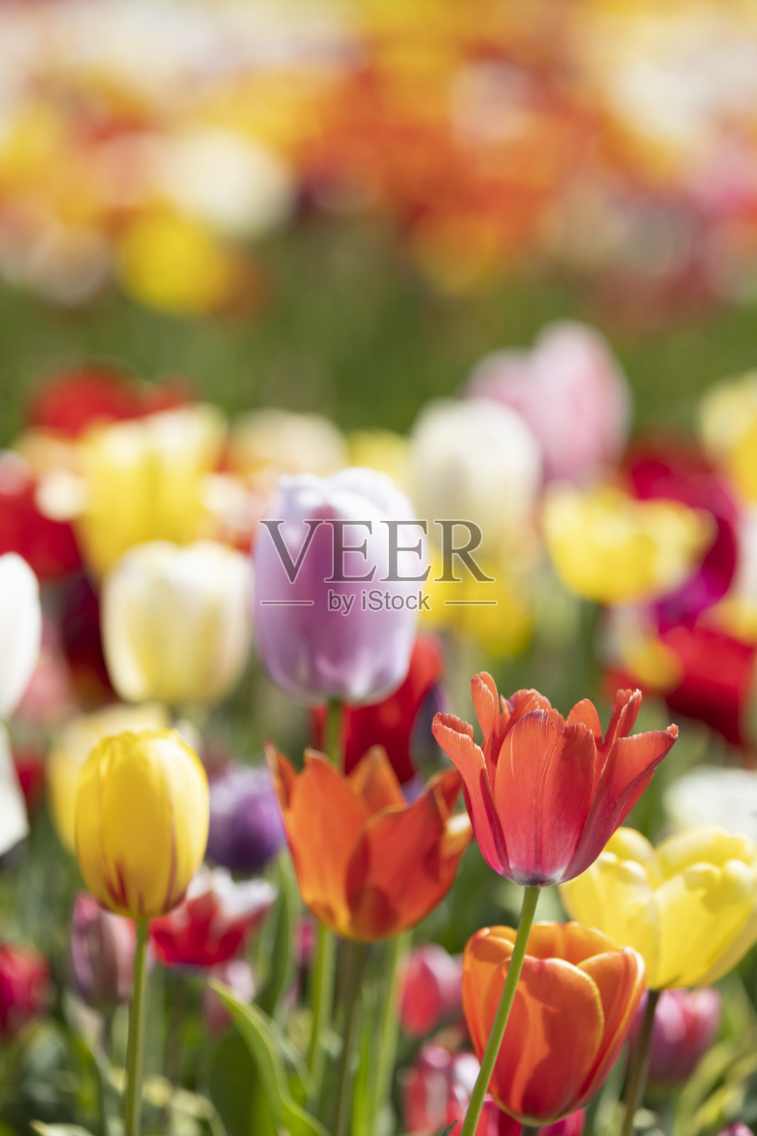 春季花园中盛开的五彩斑斓的郁金香照片摄影图片