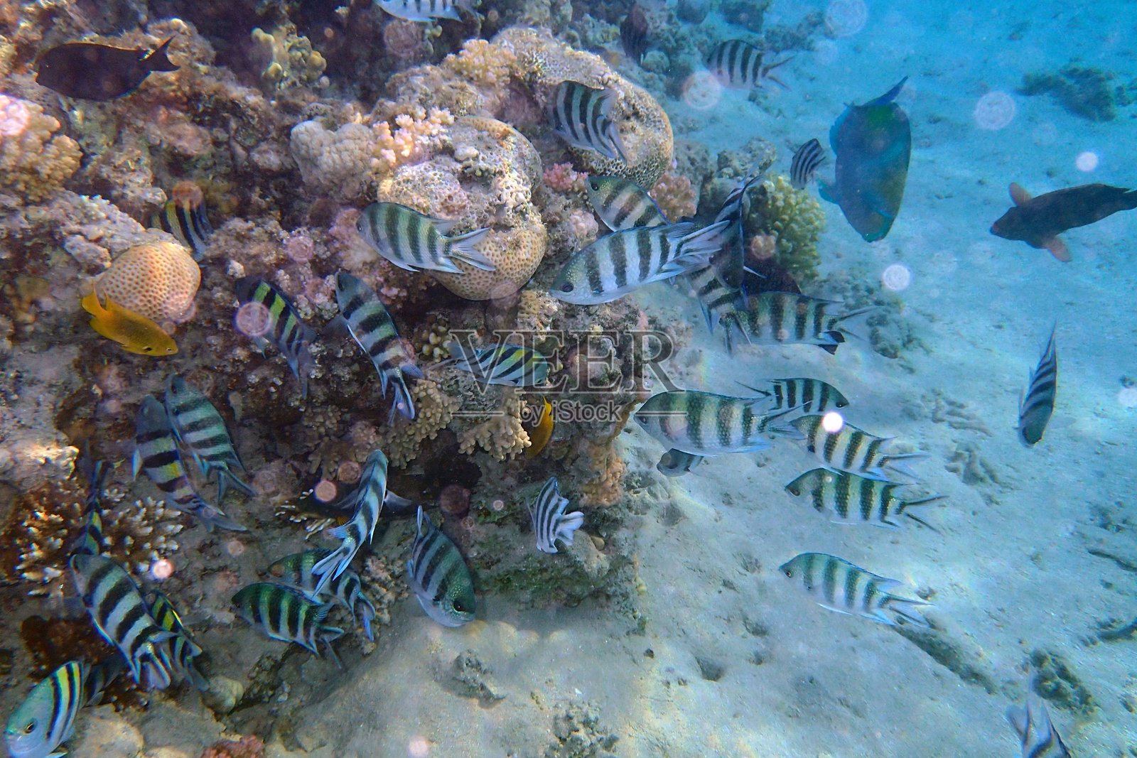印度-太平洋军士鱼(Abudefduf vaigiensis),军士长,红海照片摄影图片