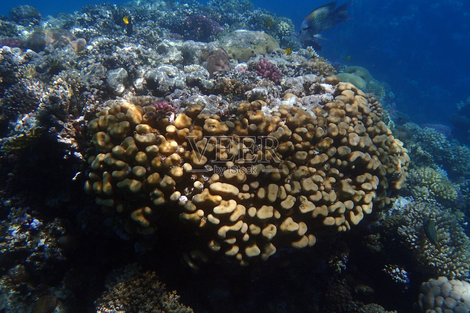 埃及的珊瑚礁,马卡迪湾照片摄影图片