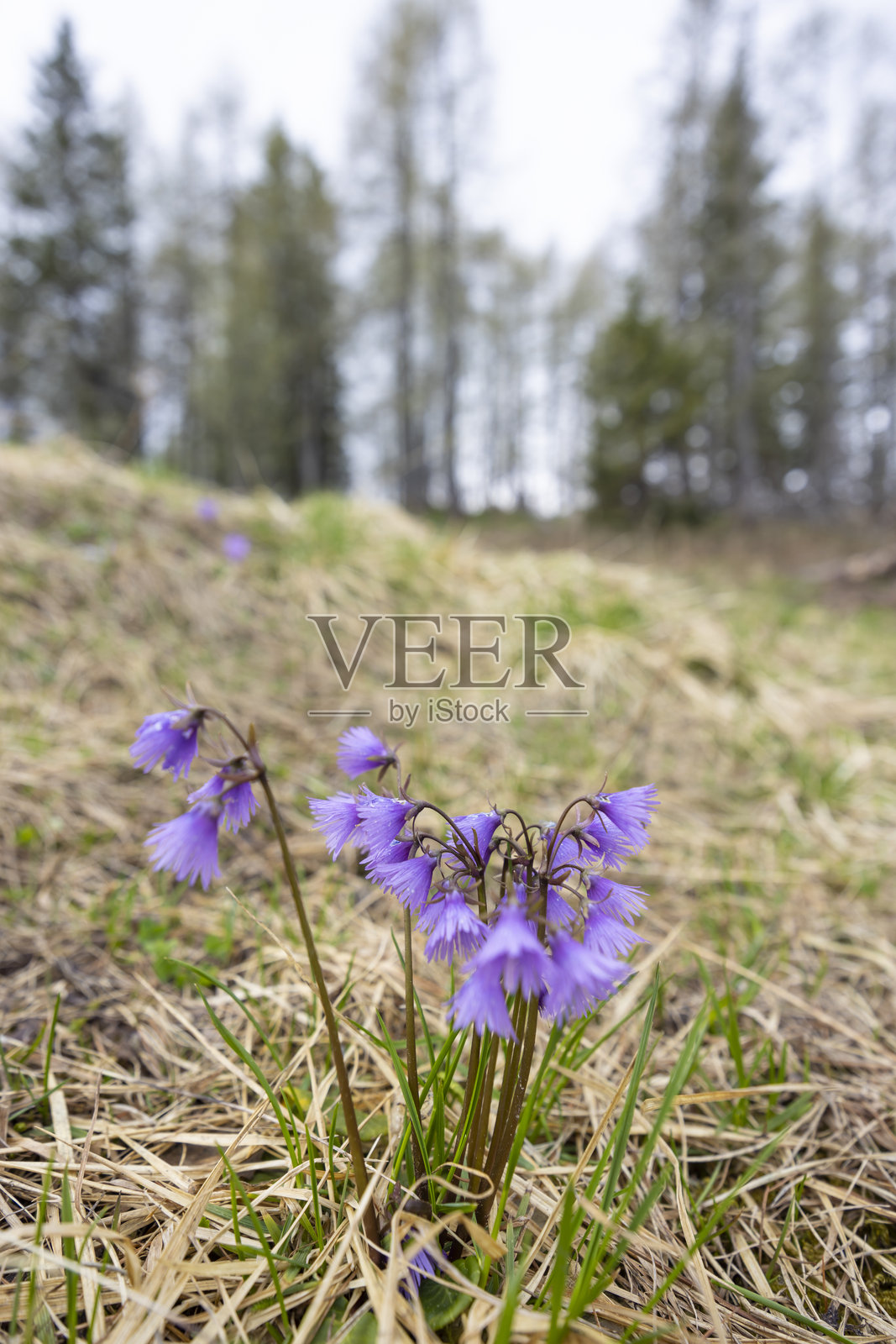 意大利弗留利-威尼斯朱利亚地区的卡尔尼克阿尔卑斯山,拉佐山口和里奥达山口附近的风景照片摄影图片