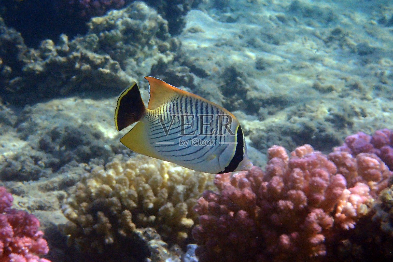 斜纹蝶鱼 - Chaetodon trifascialis照片摄影图片