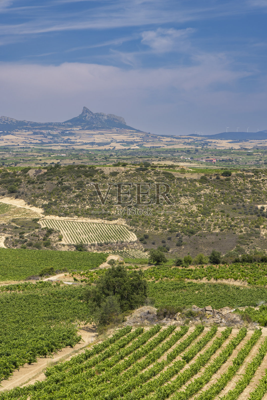 典型的葡萄园,位于西班牙巴斯克地区里奥哈阿拉维萨的里奥哈葡萄酒产区拉古阿尔迪亚附近照片摄影图片