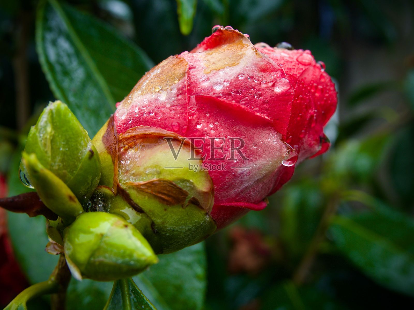 露珠晶莹的红色花蕾特写。照片摄影图片