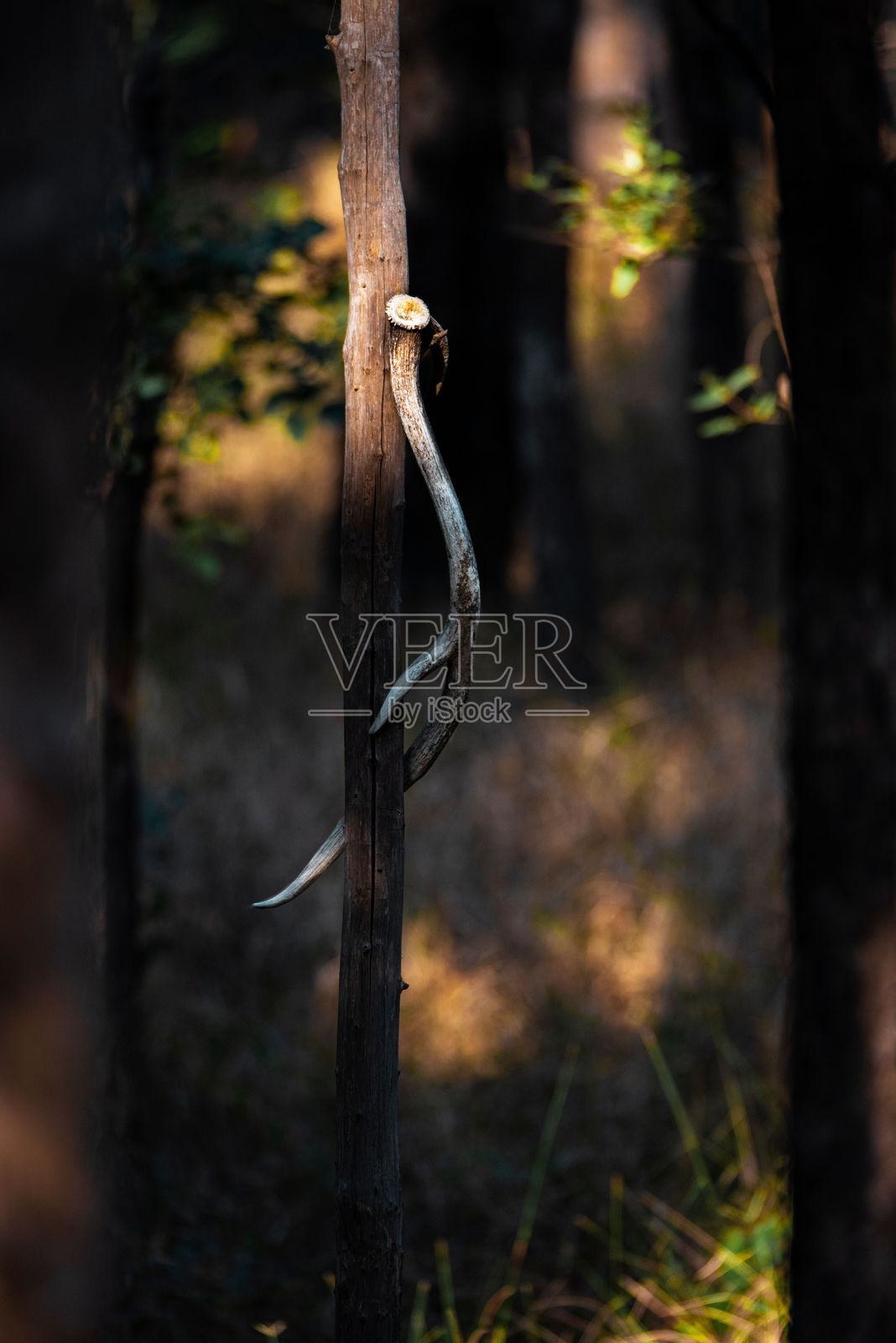 阳光明媚的森林中树上的鹿角照片摄影图片