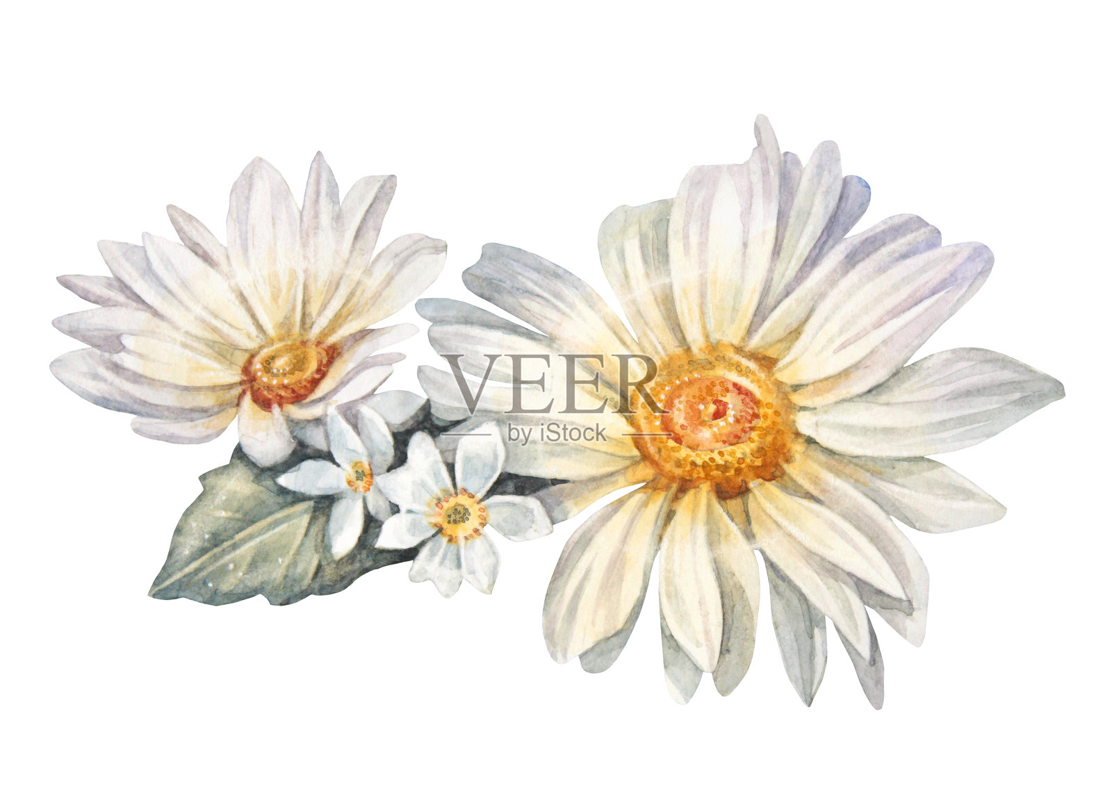 水彩菊花花束,白色背景下的洋甘菊。手绘夏季盛开的菊花或雏菊,适用于花艺卡片。婚礼邀请的剪贴画。壁纸或包装和纺织品。插画图片素材