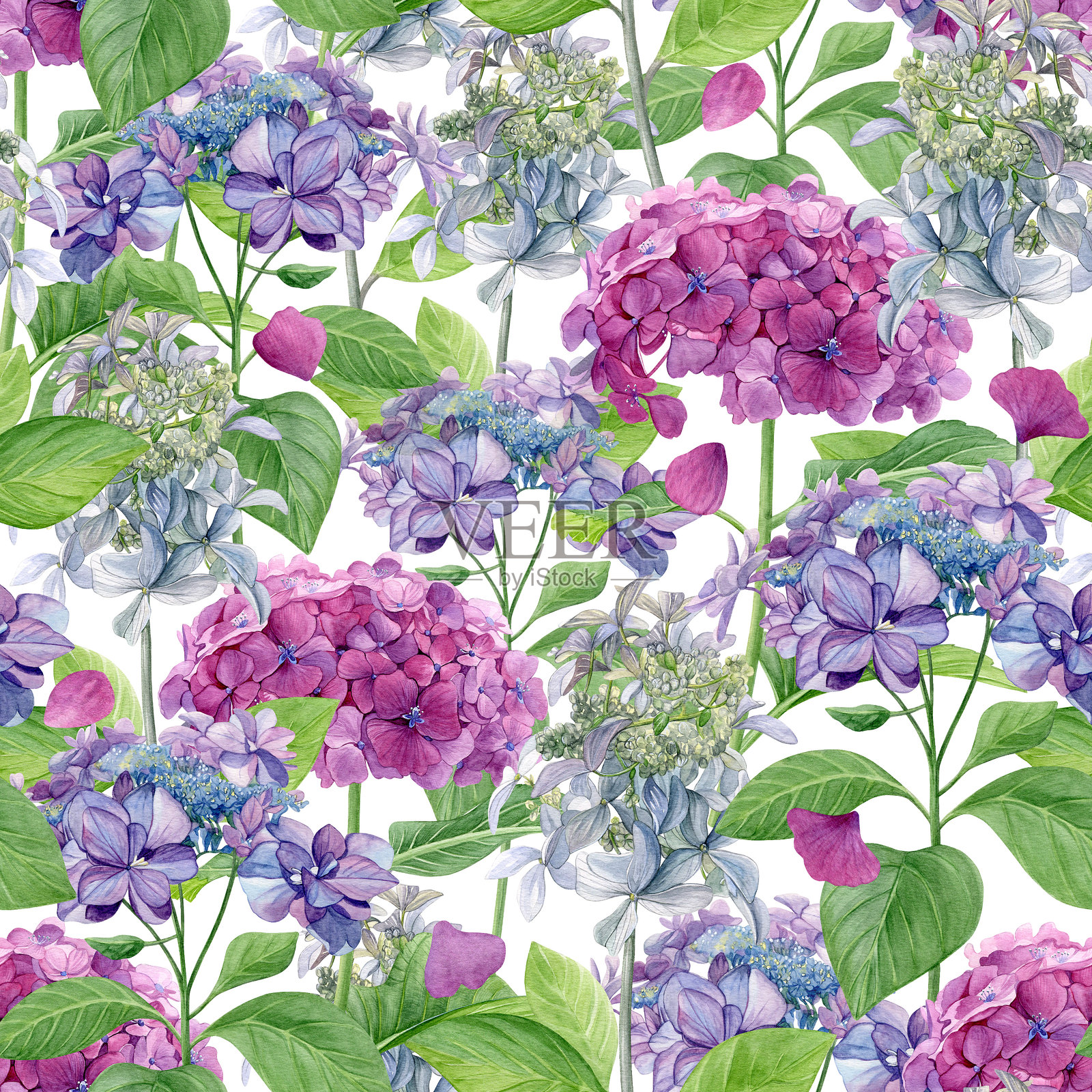 绣球花图案。粉色、紫色和白色花朵的水彩画,粉色花瓣在白色背景上独立展示。适合用于明信片、邀请函、贺卡、壁纸和纺织品。插画图片素材