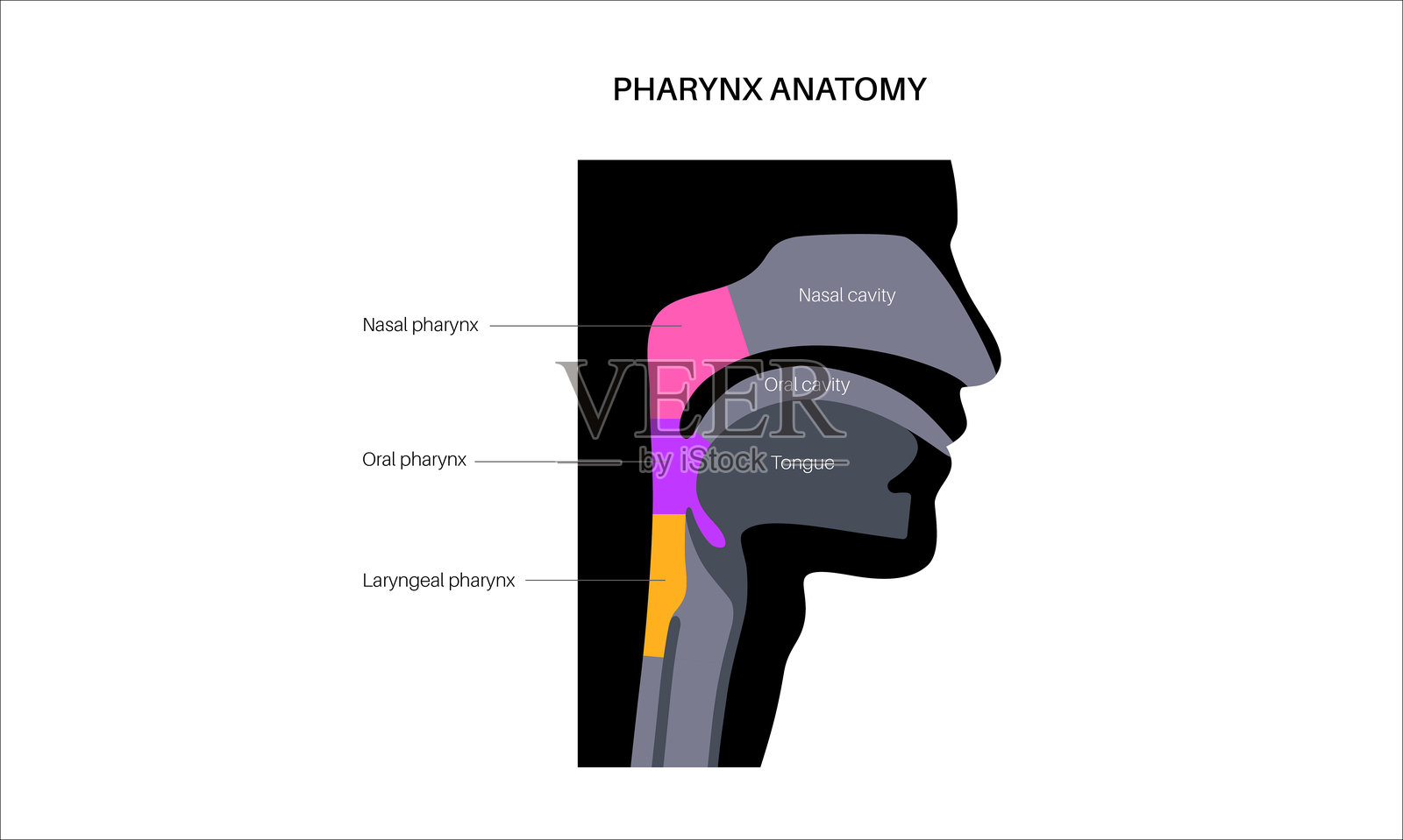 咽部解剖海报插画图片素材