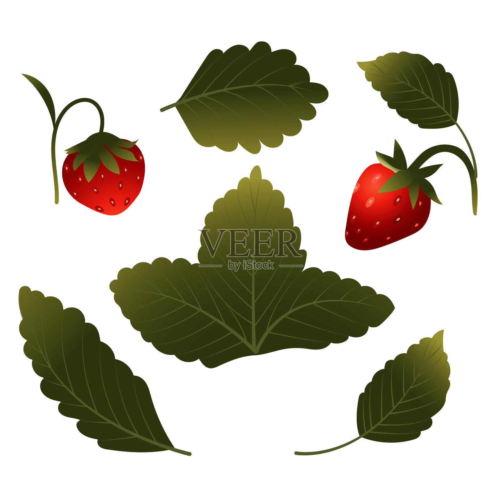 一组草莓,包括浆果、叶子和花朵。插画图片素材