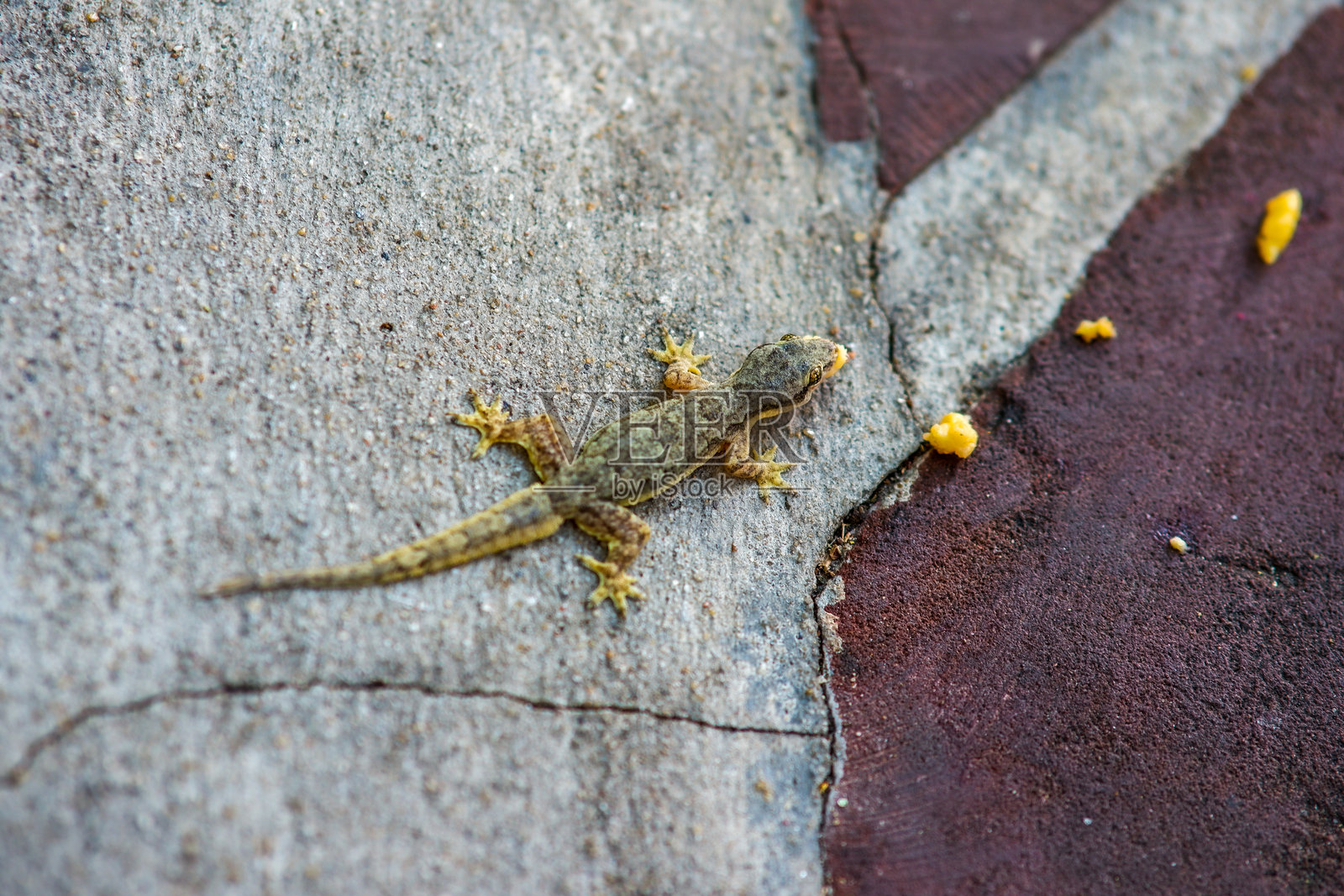泰国曼谷常见的家蜥蜴。照片摄影图片