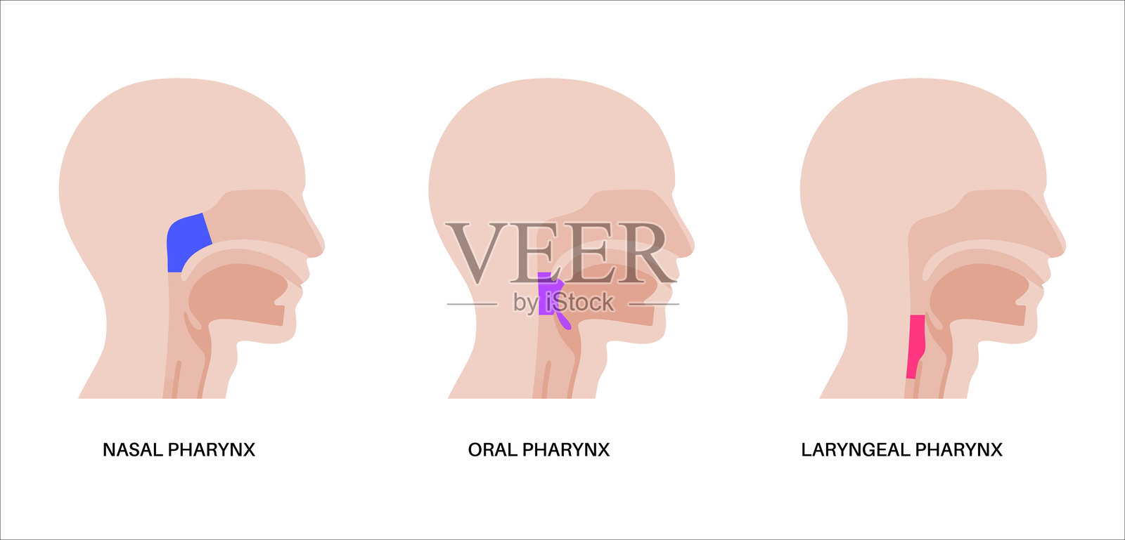 咽部解剖海报插画图片素材