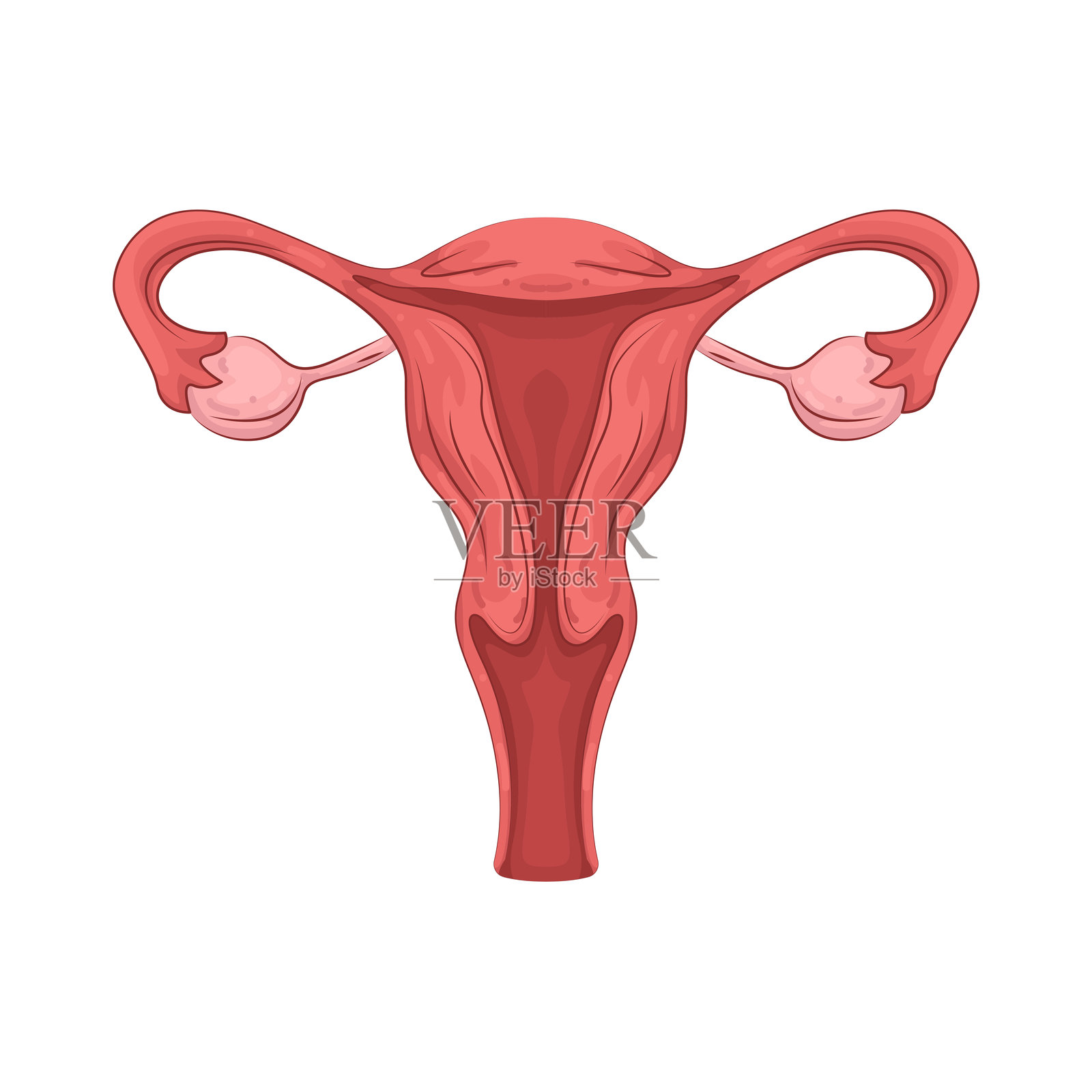 卵巢插画图片素材