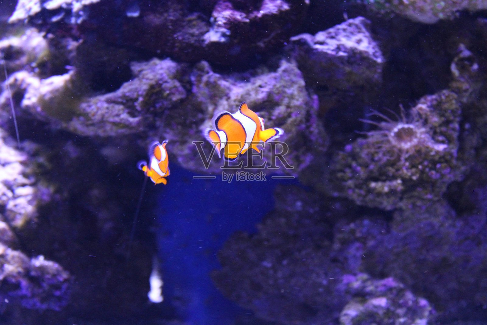 热带鱼、虾和水生植物的淡水水族箱景观照片摄影图片