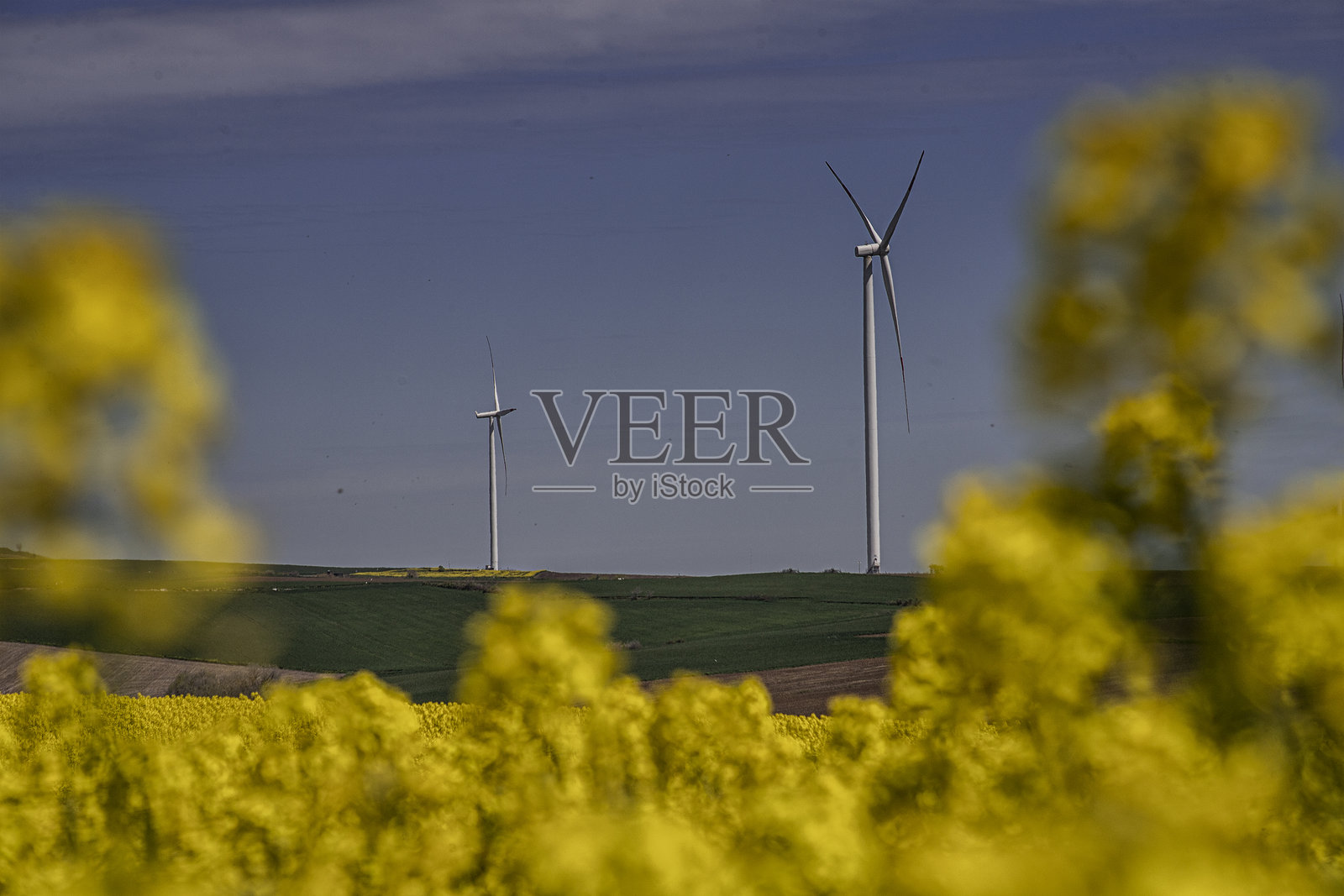 一幅风景如画的黄油菜花田、绿小麦田、风力涡轮机和树木的景观——自然、农业与广阔天空的完美和谐,生产与美的结合。照片摄影图片
