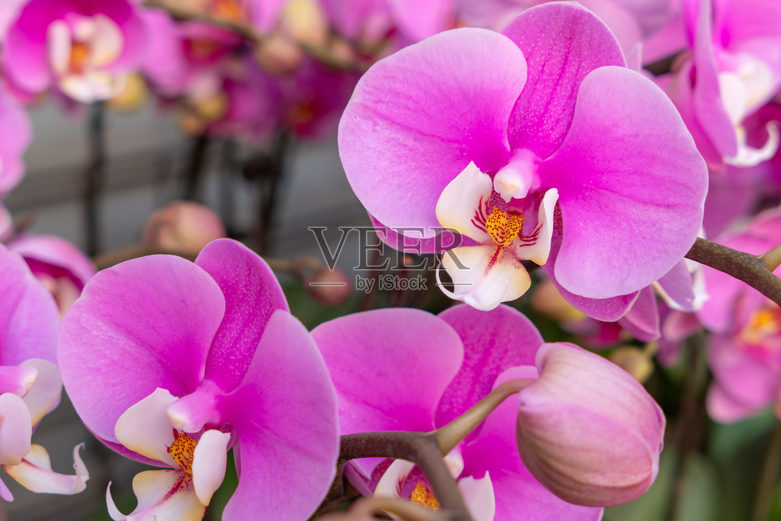 紫色盛开的兰花,横向构图照片摄影图片