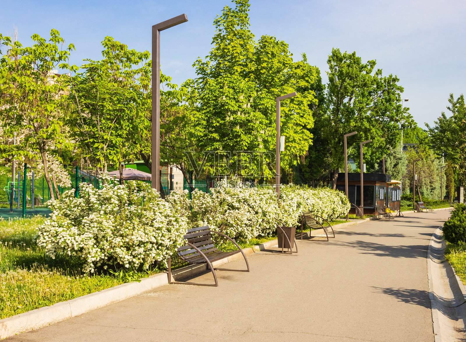 塔什干的公园。春季的公共公园风景。乌兹别克斯坦。照片摄影图片