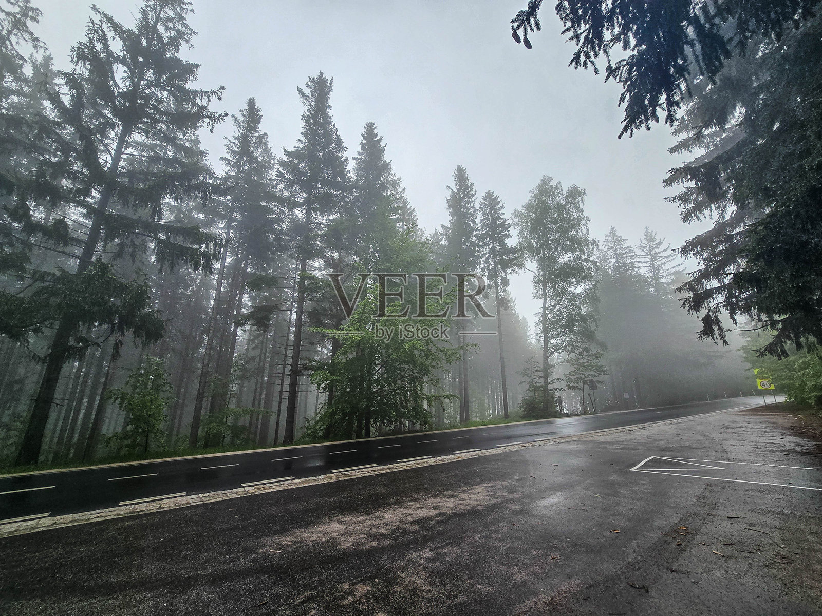 雾霭森林的奥秘 一条通往未知的道路照片摄影图片