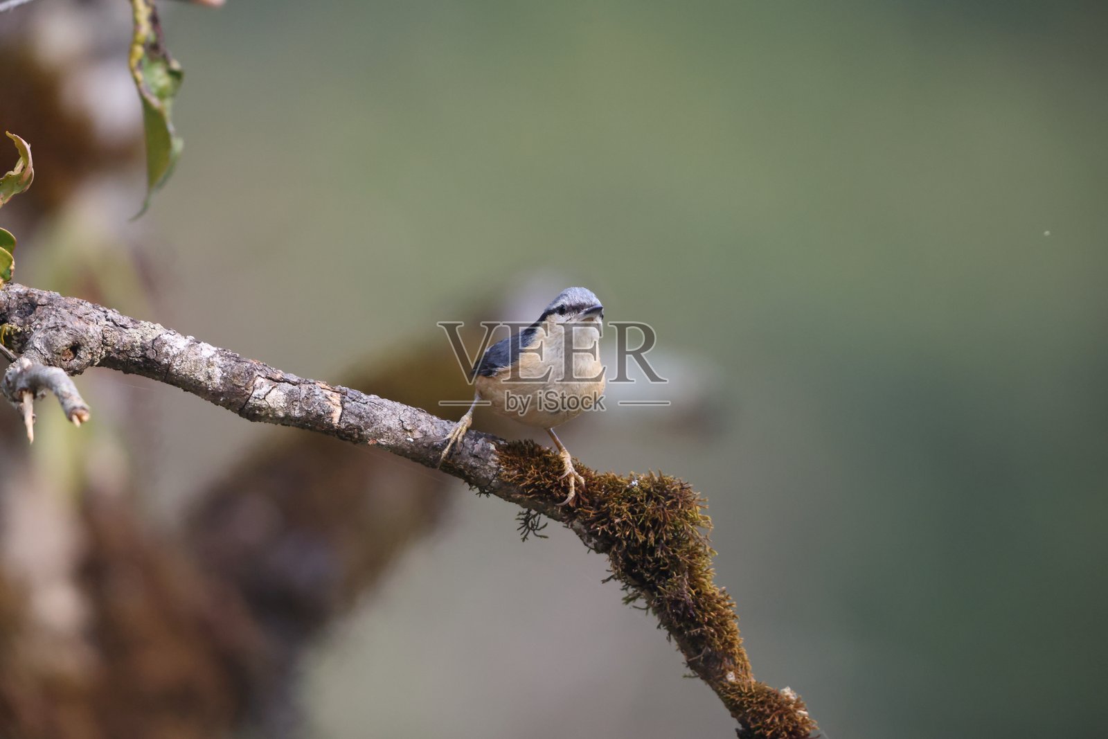 北印度的白尾山雀(Sitta himalayensis)照片摄影图片