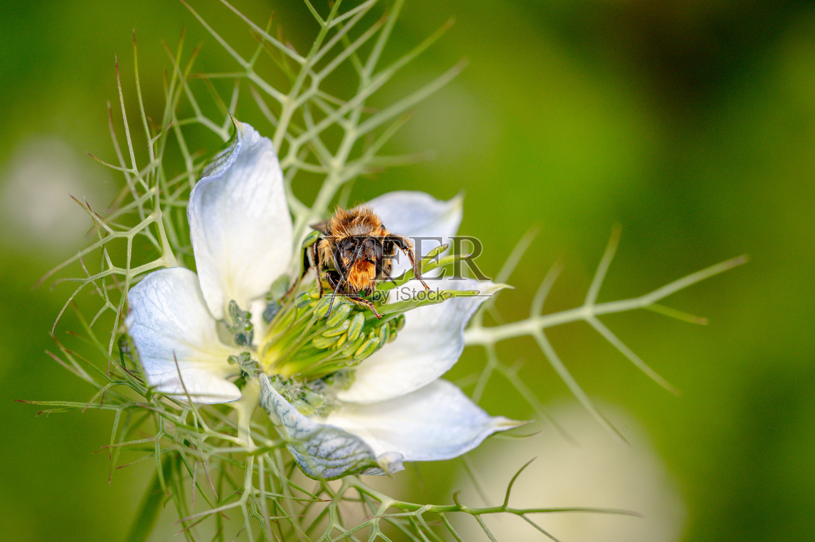 孤独的蜜蜂在大黑种草花头上晾干,刚经历了一场突如其来的大雨。照片摄影图片