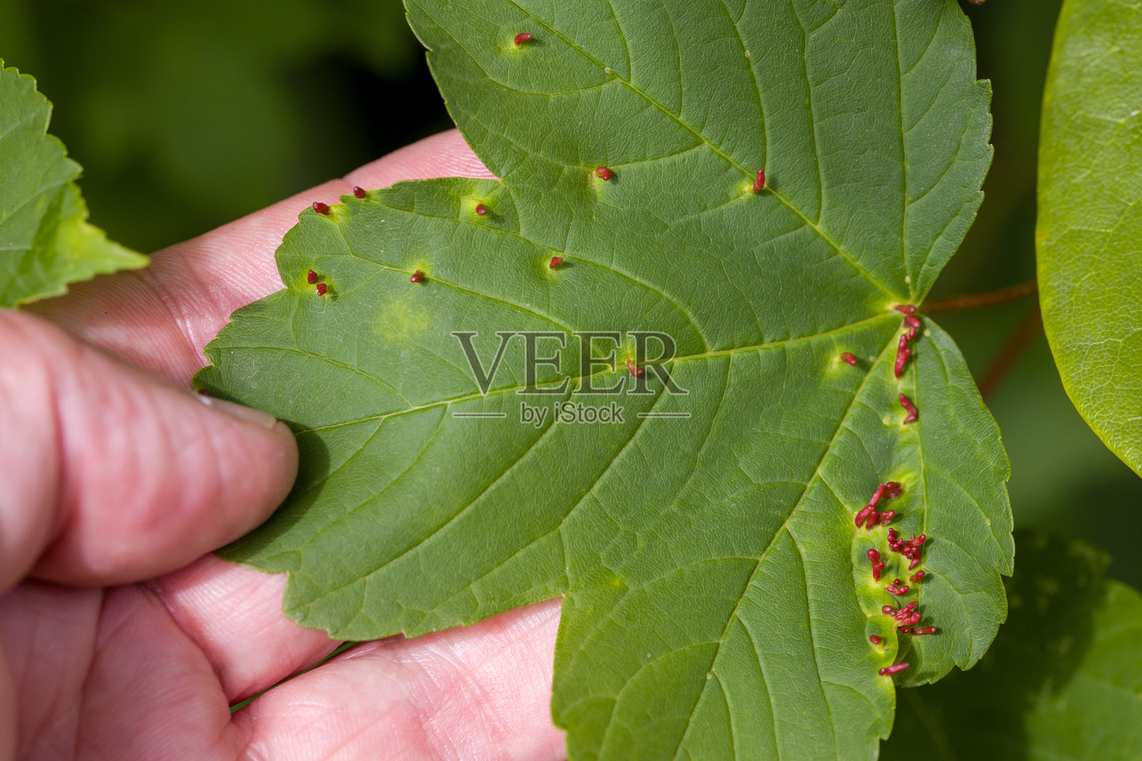 一只手在阳光下展示着一片绿色的枫叶,上面有直立的红色枫虫瘿。照片摄影图片