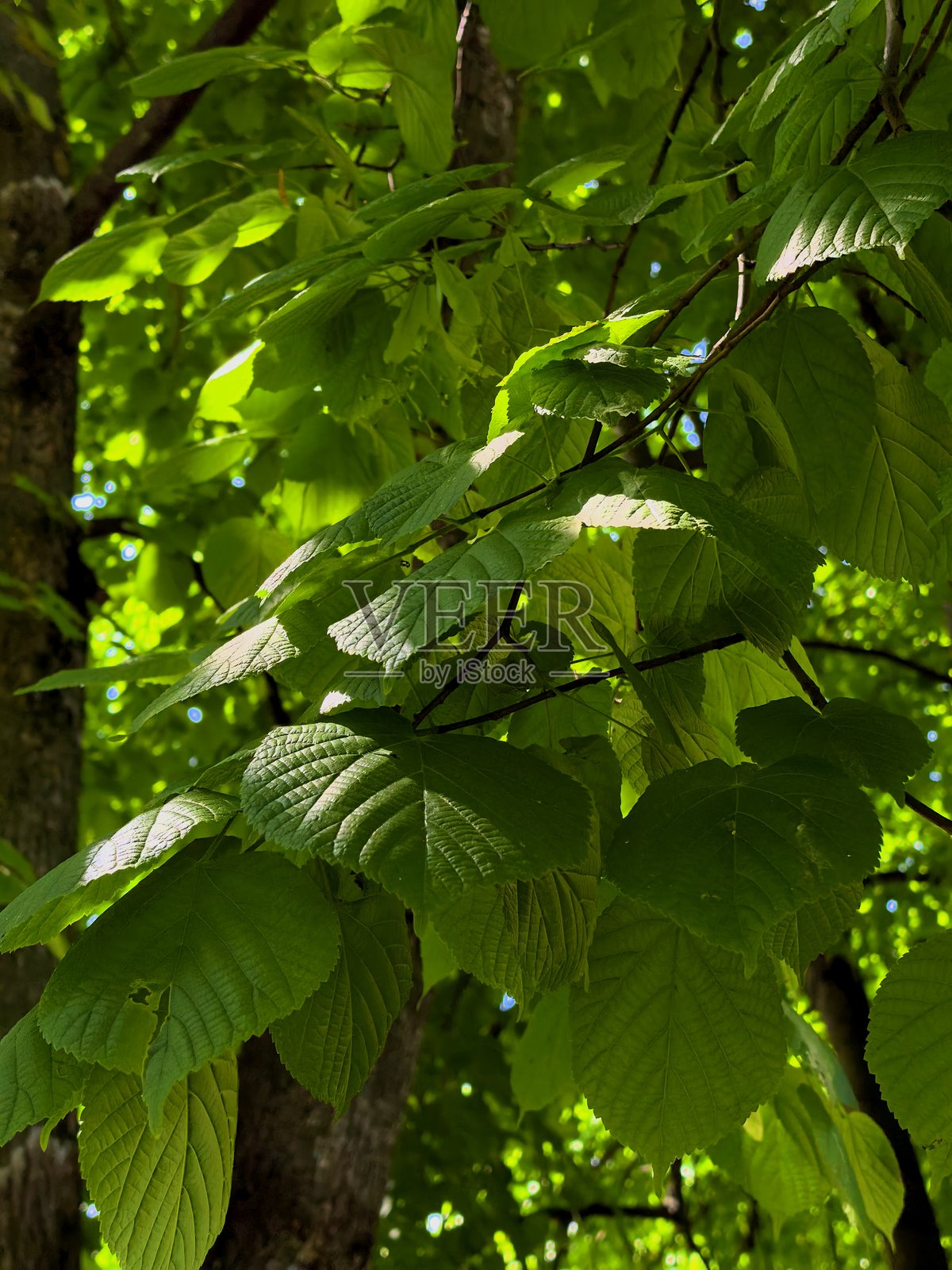 草、叶子、阳光、光影、眩光、微距摄影、自然、植物、美学、光影、用于网站、用于博客、用于视频、用于视觉、美丽、香气照片摄影图片