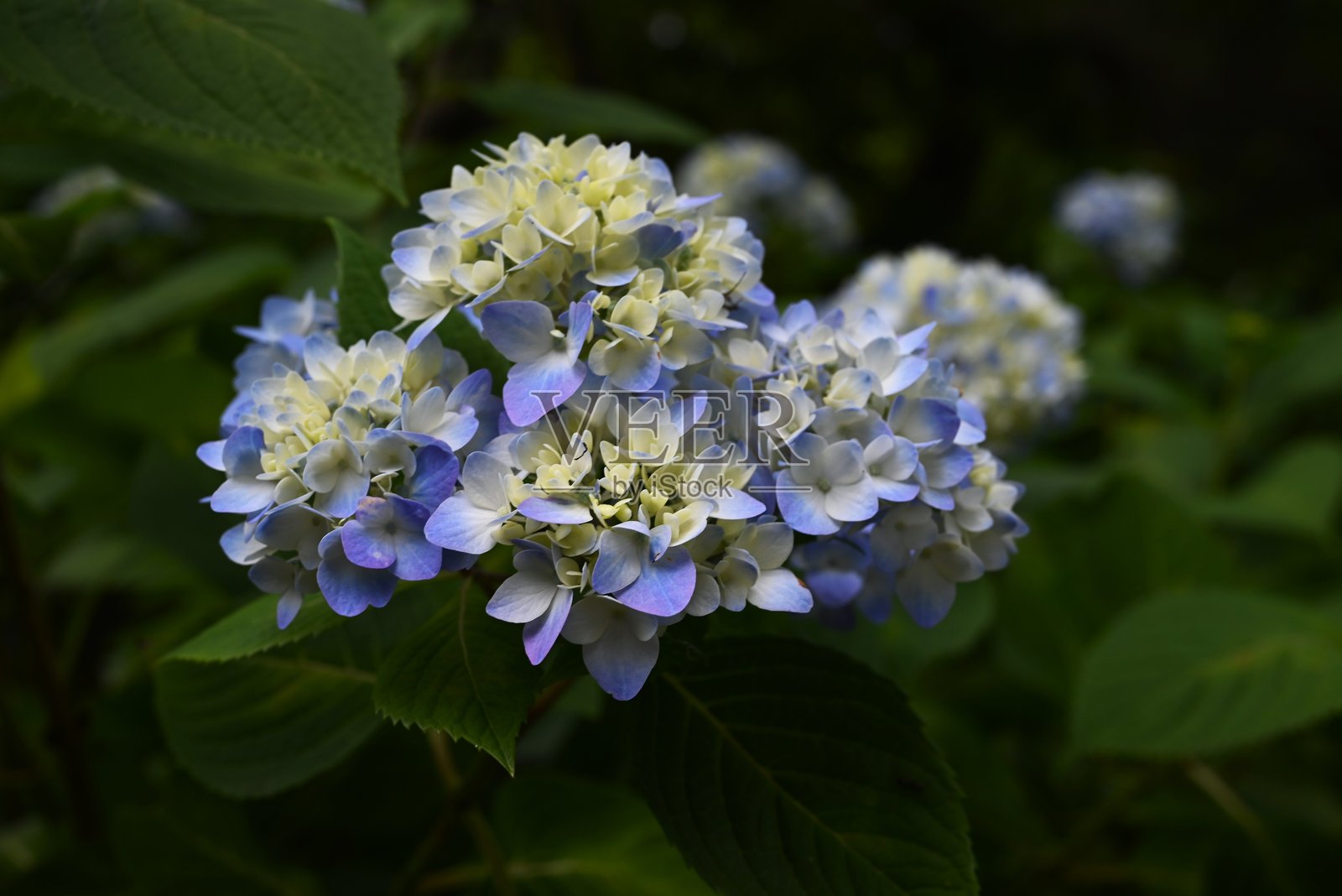 一朵绣球花的特写图像。照片摄影图片