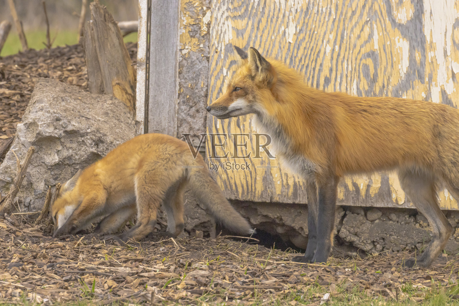 雷克斯狐狸与身边的小狐狸照片摄影图片