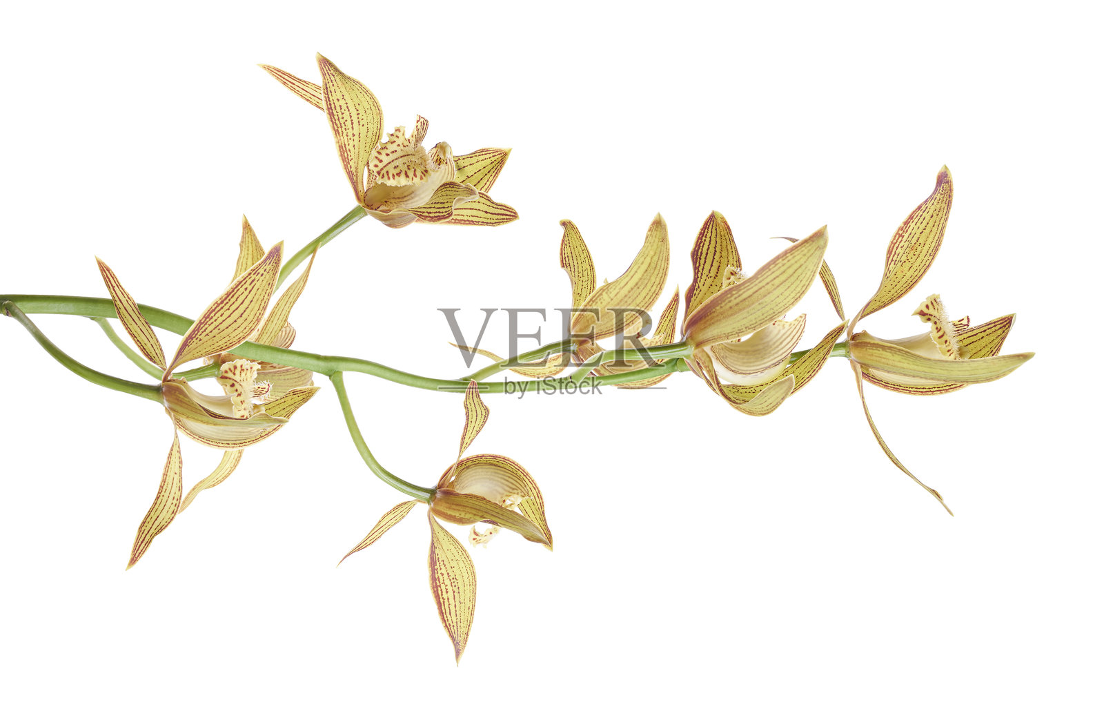 特雷西兰花,特雷西的兰花,大型黄色兰花,孤立在白色背景上,带有抠图路径照片摄影图片