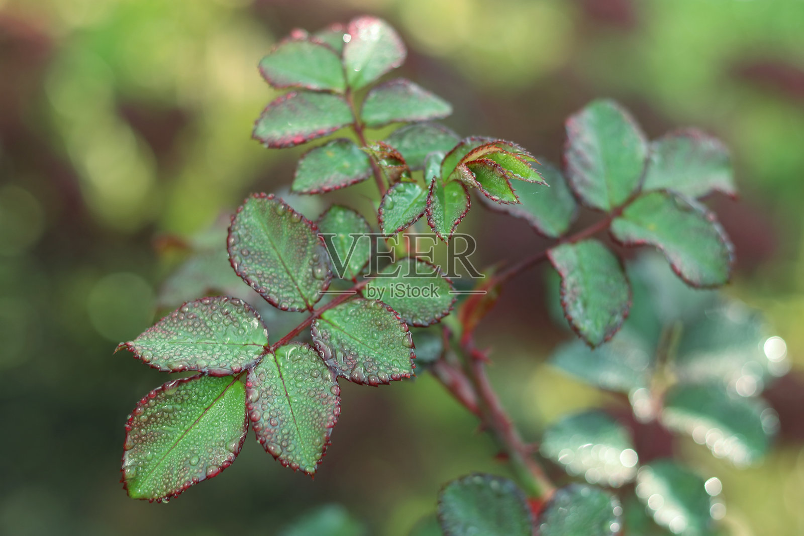 雨水浸润的玫瑰叶片特写镜头照片摄影图片