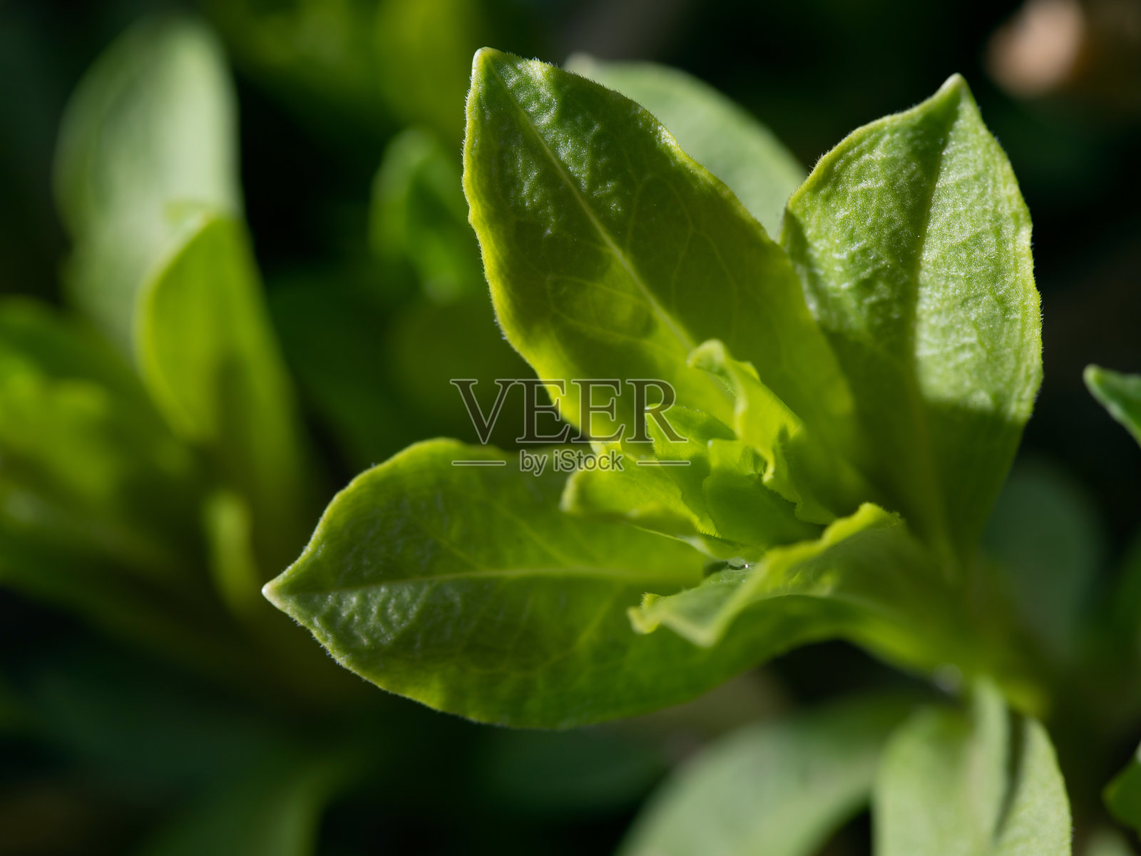 自然条件下的田野植物绿色叶子的植物背景,植物学照片摄影图片