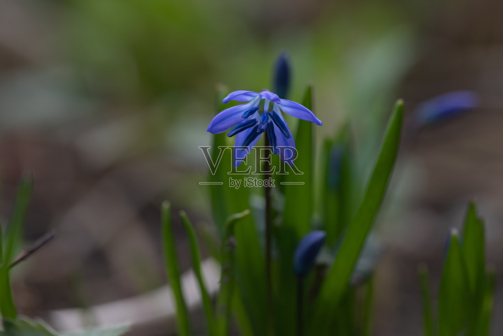 自然条件下的田野植物绿色叶子的植物背景,植物学照片摄影图片
