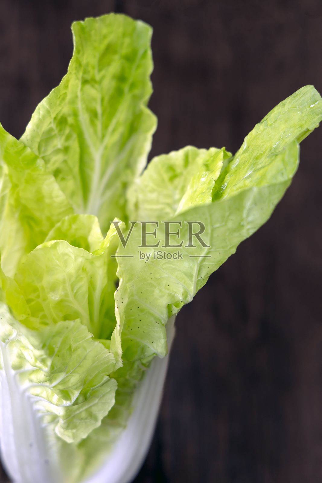 新鲜的罗马生菜叶照片摄影图片