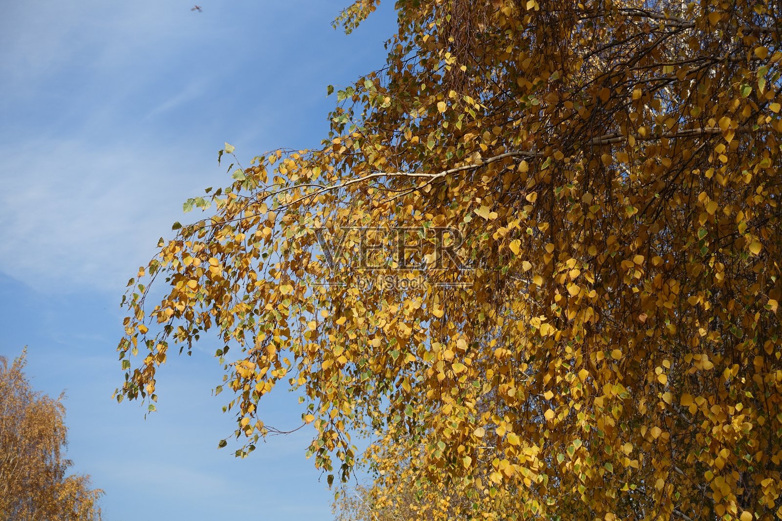 十月蓝天映衬下的白桦树琥珀黄色秋叶照片摄影图片