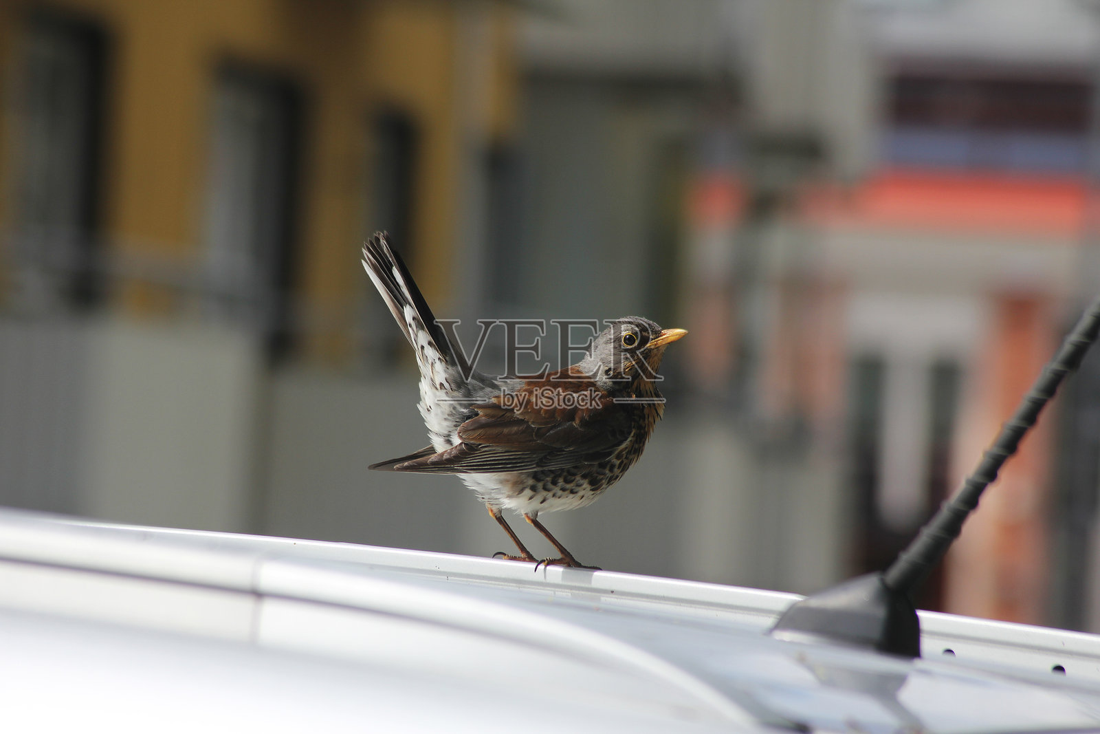 一只场鸫鸟停在汽车的引擎盖上照片摄影图片