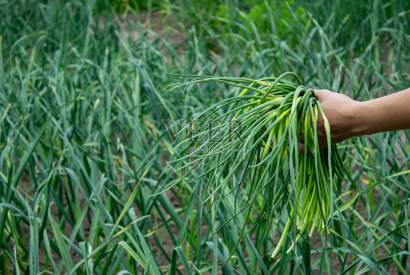 一位女性正在收集大蒜箭,并将它们握在手中。选择性对焦。照片摄影图片