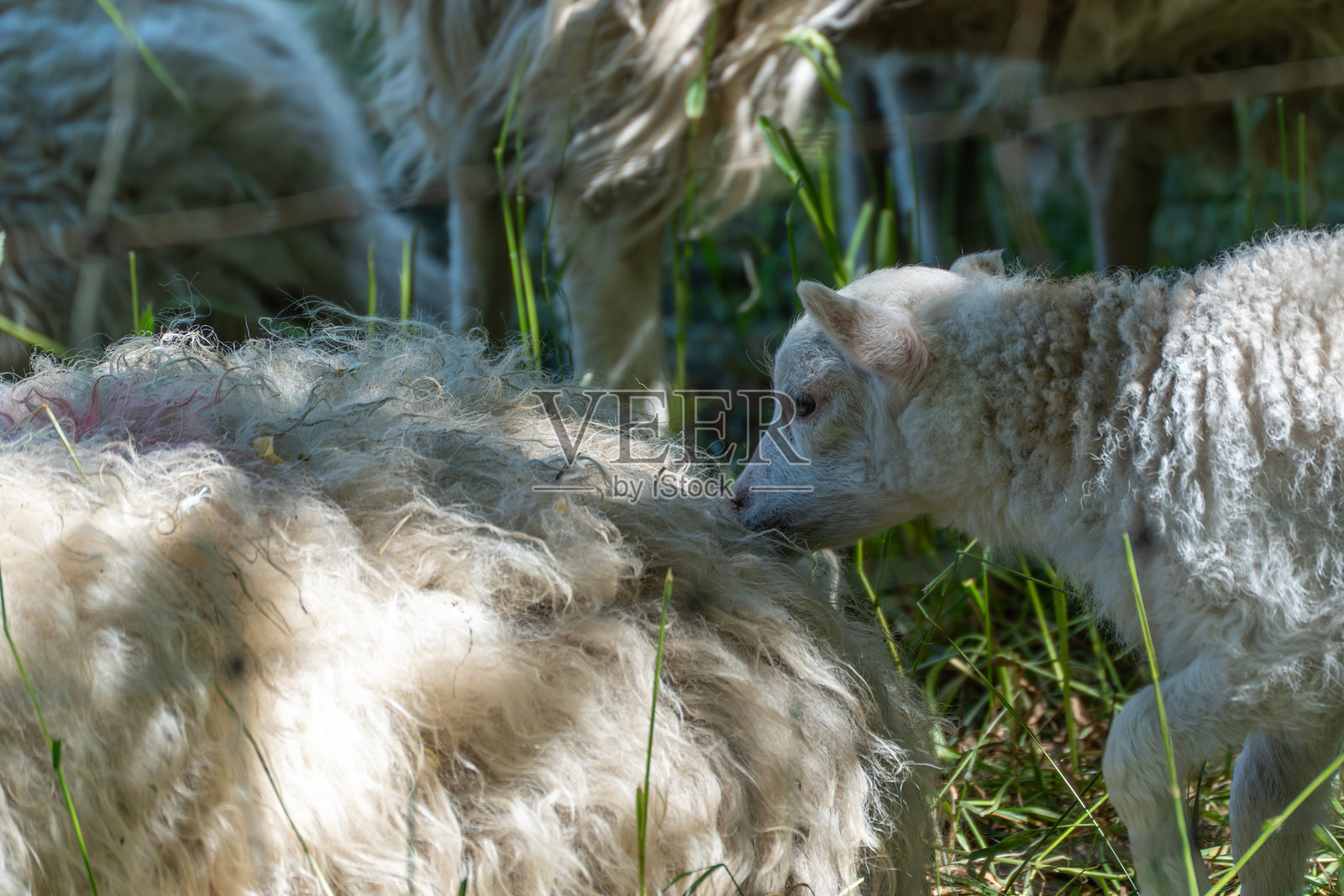 小羊靠近母羊的特写镜头。照片摄影图片
