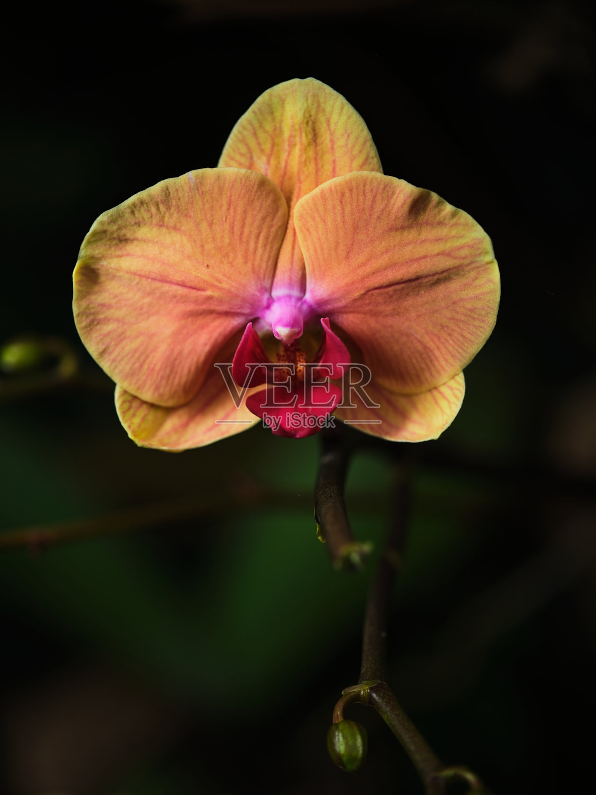 美丽的兰花在热带花园的柔和灯光下绽放出鲜艳的色彩,傍晚时分显得格外迷人。照片摄影图片