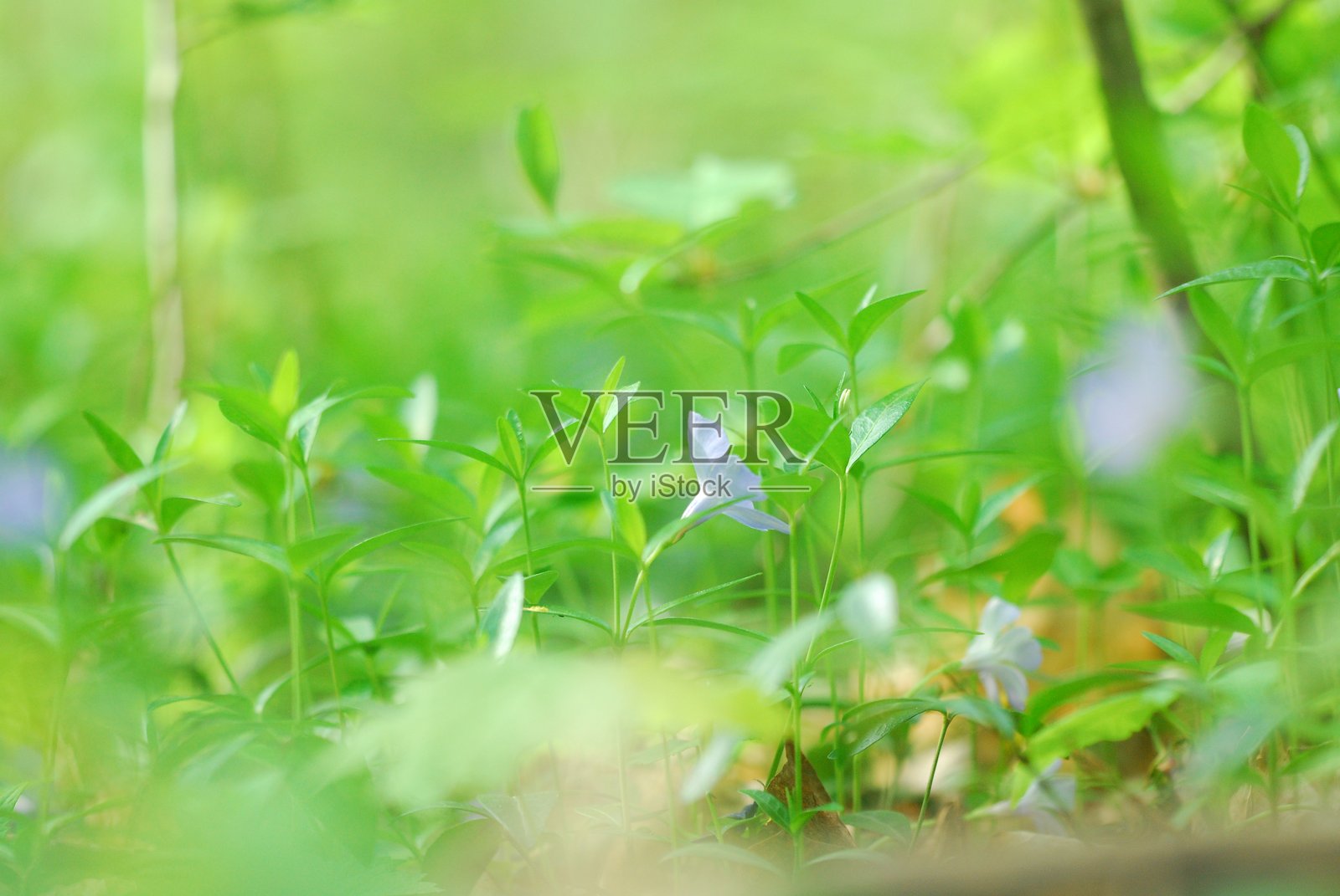 森林中的春天照片摄影图片