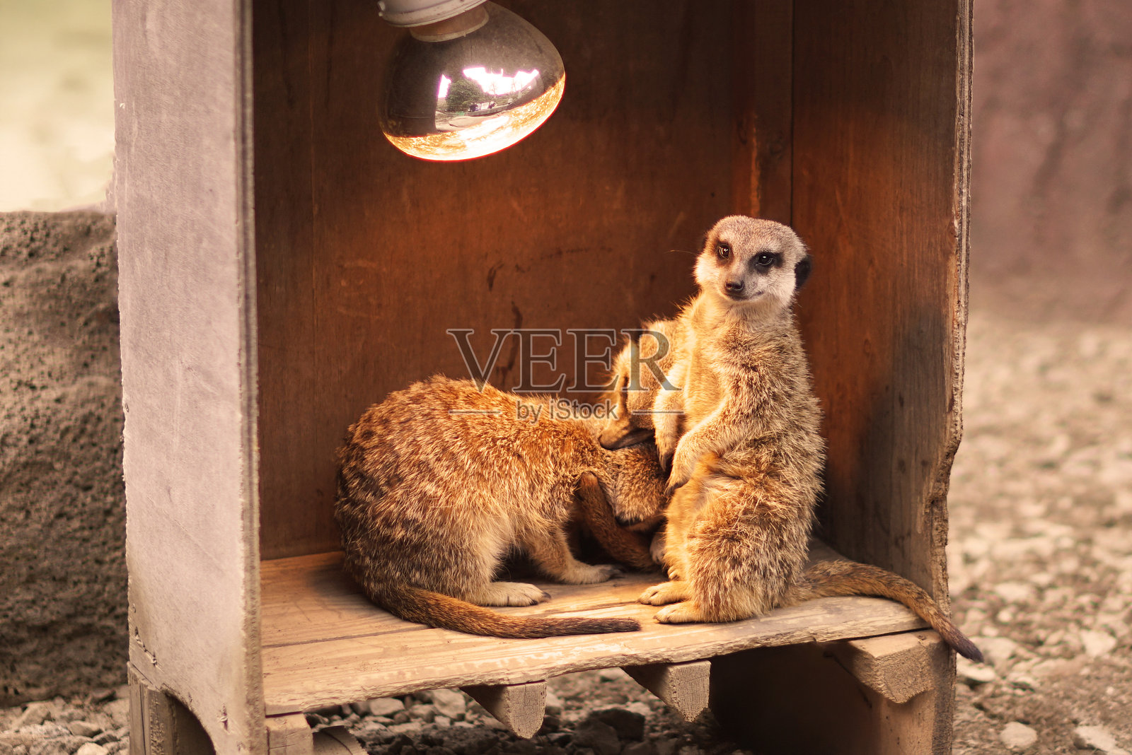 一只狐獴高高站立,展现出其特有的警觉姿态,而另一只可能是幼崽的狐獴则在下面观察,展示了它们的社会行为。照片摄影图片