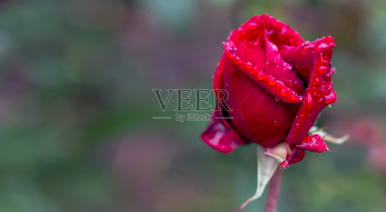 美丽的猩红玫瑰花蕾上沾满雨滴,背景为深绿色,留有空白空间。卡片。自然之美。花卉种植,爱好。照片摄影图片