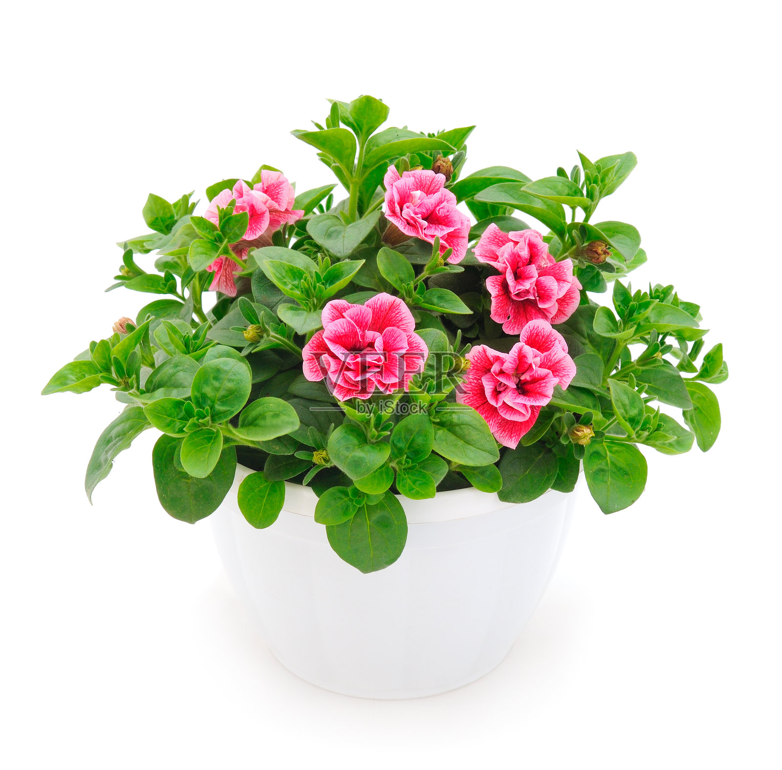 花盆里的矮牵牛花束。照片摄影图片