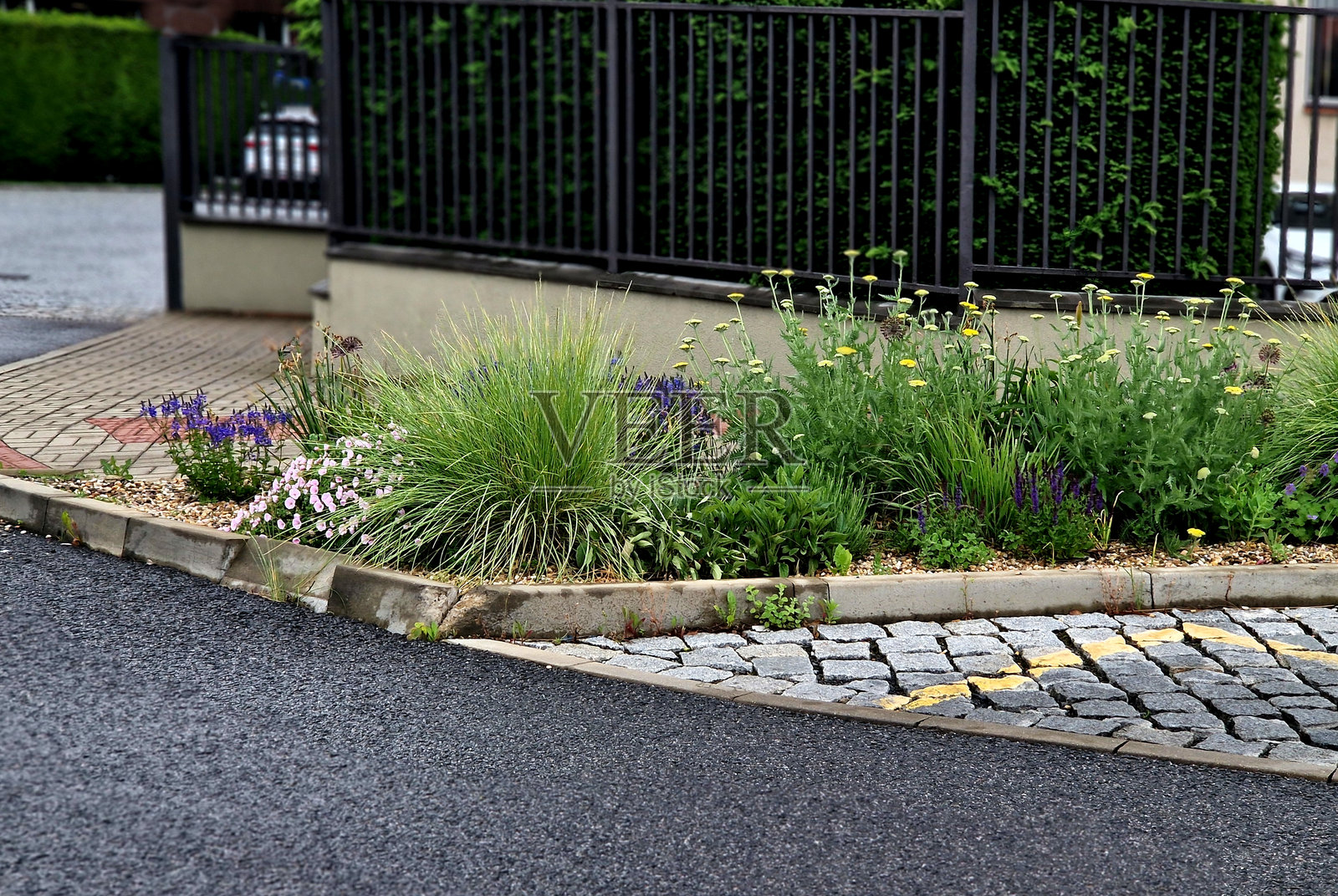 蓍草是一种盛开大量淡紫色花朵的植物,花朵逐渐变为浅薰衣草粉色。它的高度约为60厘米,适合放置在多年生花坛的中央。照片摄影图片