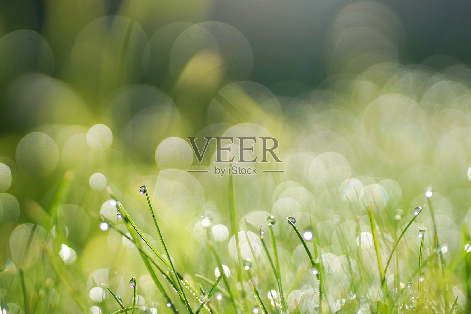 美丽的原始照片,特写年轻的草和露珠。照片摄影图片