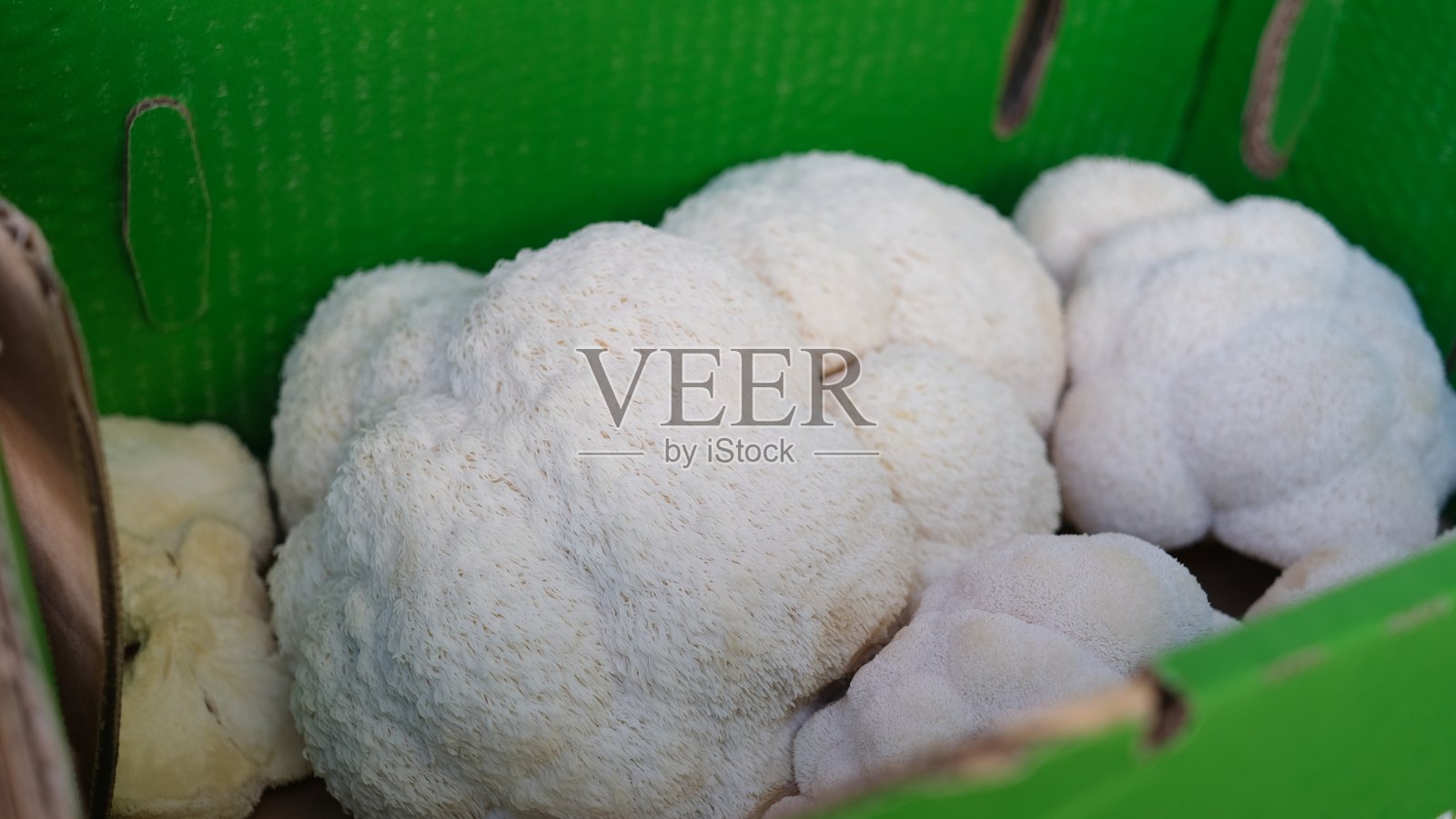 猴头菇或称为狮子鬃菌(Hericium erinaceus)。照片摄影图片